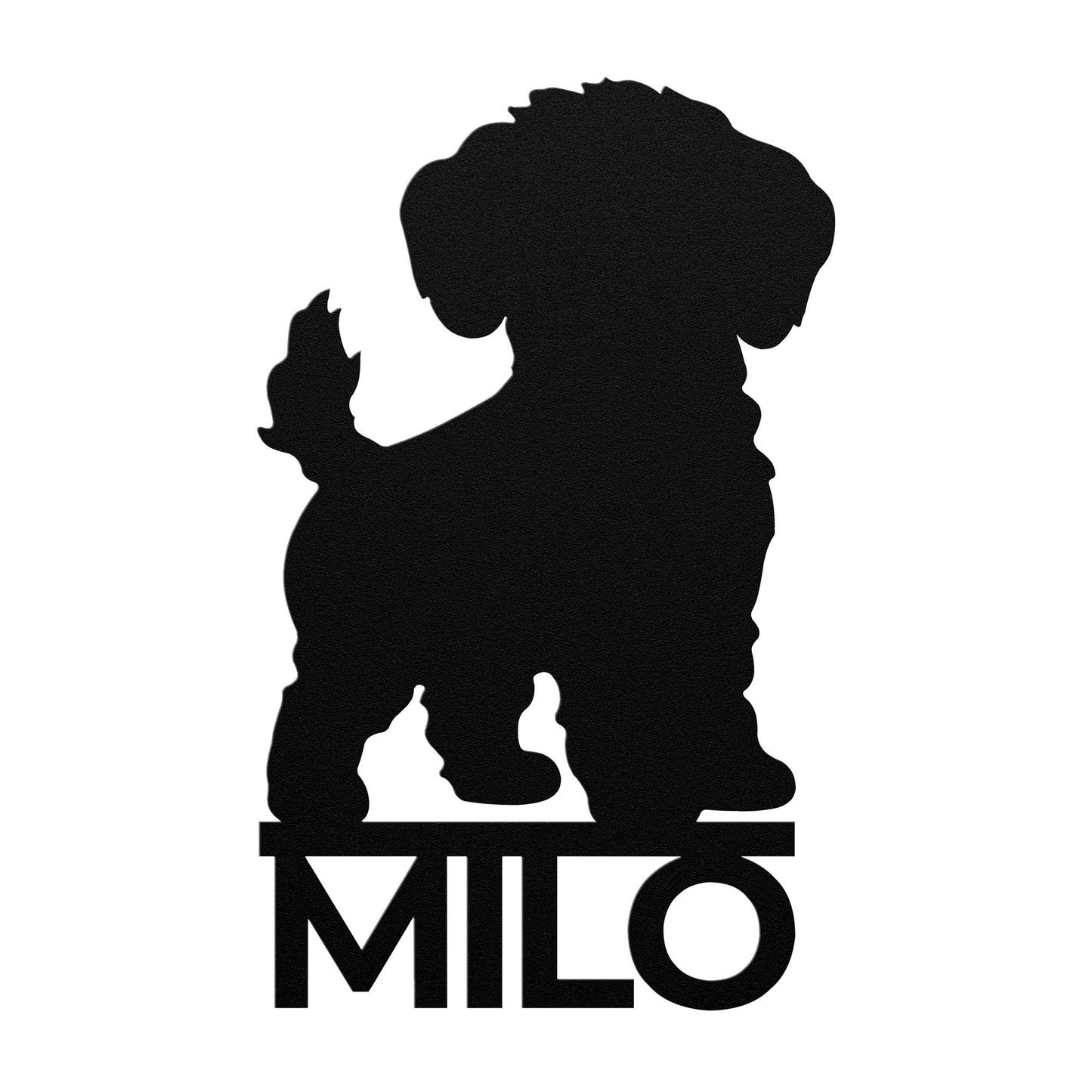 BICHON FRISÉ 3