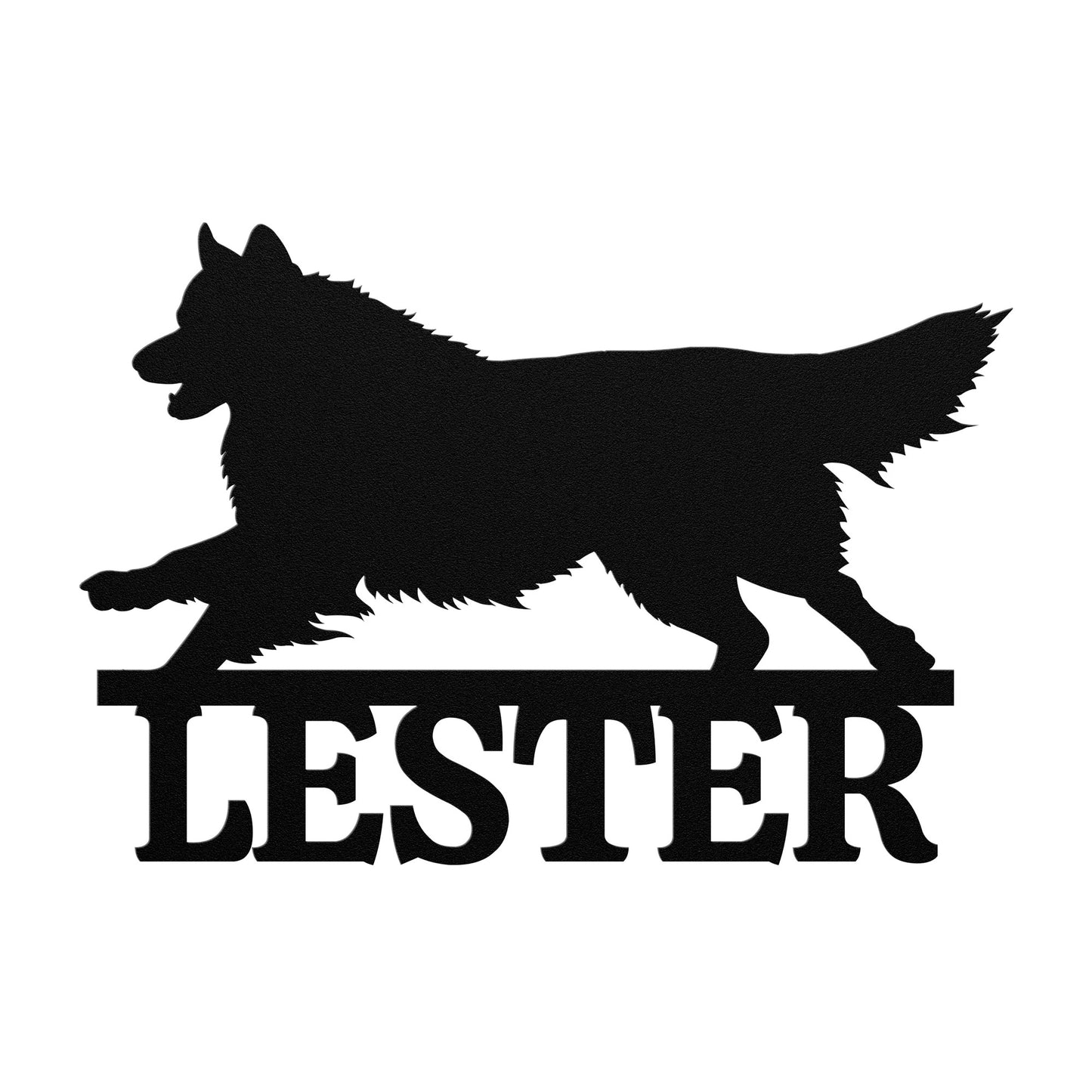 BORDER COLLIE 1